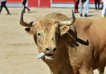 toro español con grandes cuernos en una plaza de toros durante un espectaculo taurino