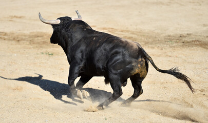 toro español con grandes cuernos en una plaza de toros durante un espectaculo taurino