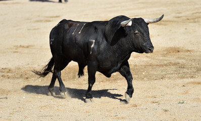 toro espa&ntilde;ol con grandes cuernos en una plaza de toros durante un espectaculo taurino