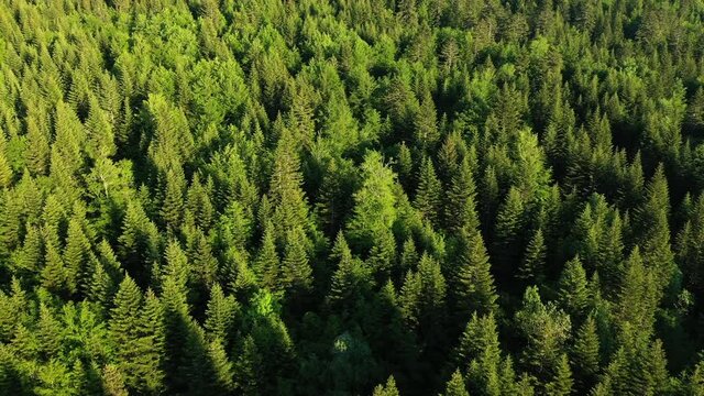 La for&ecirc;t verdoyante de pins et de sapins en Europe, en France, en Ard&egrave;che, en &eacute;t&eacute;, lors d'une journ&eacute;e ensoleill&eacute;e.