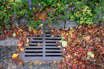 Dead leaves and pine needles collecting on a residential street and curb, sewar drain grate cleaned off
