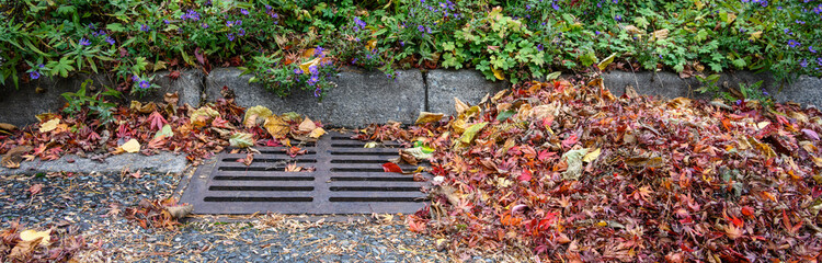 Dead leaves and pine needles collecting on a residential street and curb, sewar drain grate cleaned off
