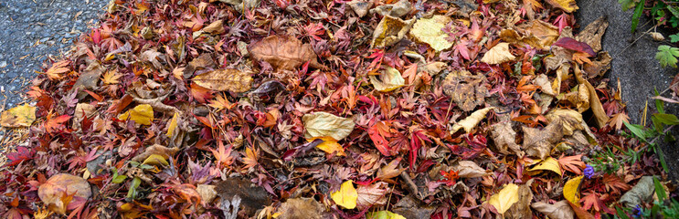 Dead leaves and pine needles collecting on a residential street and curb, sewar drain grate cleaned off
