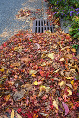 Dead leaves and pine needles collecting on a residential street and curb, sewar drain grate cleaned off
