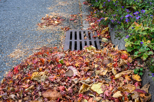 Dead leaves and pine needles collecting on a residential street and curb, sewar drain grate cleaned off

