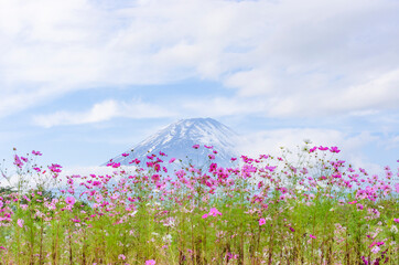 富士山とコスモス畑
