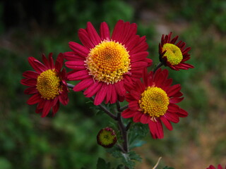 flowers of red simple chrysanthemum