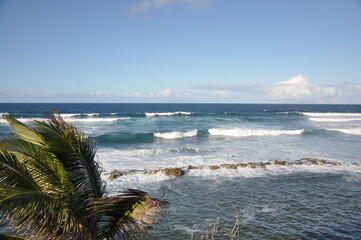 Atlantic Ocean with palm tree, San Juan, Puerto Rico