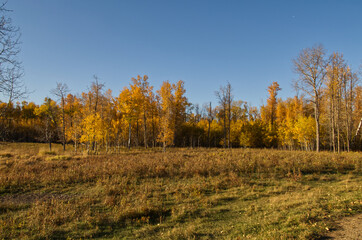 Fototapeta premium Elk Island National Park on an Autumn Evening