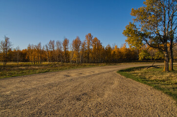 Autumn Scenery at Bison Loop Road