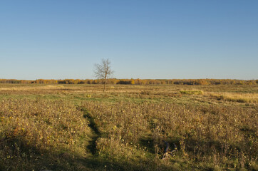 Obraz premium A Vast Autumn Field at Elk Island National Park