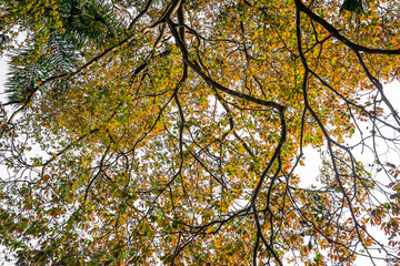 Obraz premium Vista de árvores, Jardim Botanico, São Paulo