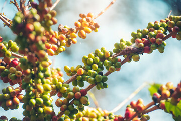 Ripe Red coffee bean berry plant fresh seed coffee tree growth in green eco organic farm. Close up red ripe seed robusta arabica berries harvest for  coffee garden. Fresh coffee bean green leaf bush