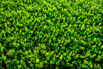 Arbustos verdes