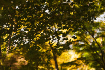 autumn leaves in the sun