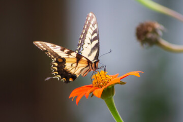 Swallowtail eating