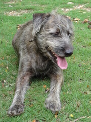 Un petit chien brun poilu allongé dans l'herbe