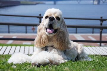 cheerful American cocker spaniel