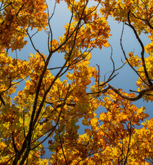 Ancient Oak tree (Quercus) in the autumn. Yellow leaves in the fall.