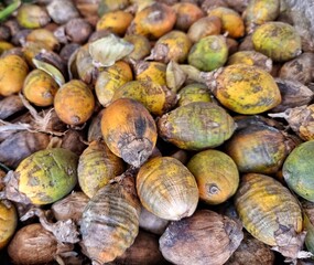 Betel nut, Areca nut, betel palm. selection focus