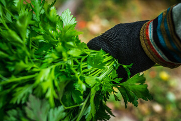 Farmer hands with freshly harvested parsley on the farm field. Selective focus. Shallow depth of field.