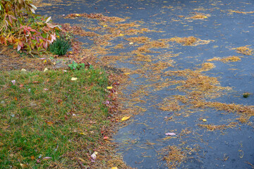Pile of orange pine needles swept into a pile on a driveway, broom and yard waste container
