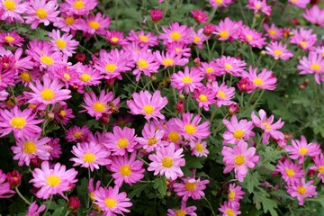 きれいな花模様　菊　背景　みつばち