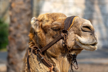 Cropped photo of Camel relaxing with the mouth open waiting for food. Camel with bridles stands against the wall. Head of dromedary domesticated riding camel tied up with chain on the face. Background