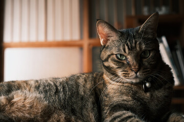 猫  ポートレイト cat portrait
