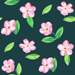 Pink forget-me-not. Pattern. Watercolor botanical illustration included in the collection of wildflowers. Isolated image on a dark background. For your design.