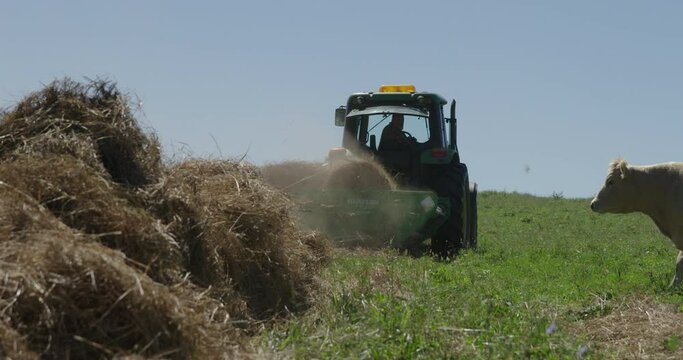 Slow motion of a tractor and Hustler Unrolla unrolling a bale of hay into a windrow in a field. Two angus cows walk up to feed