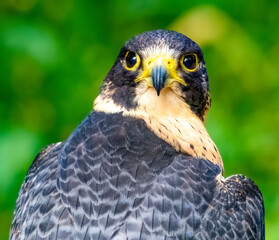 Peregrine Falcon