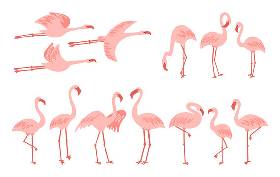 Standing and flying cute pale pink flamingo clipart