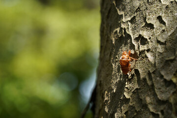 夏、夏休み、蝉の抜け殻