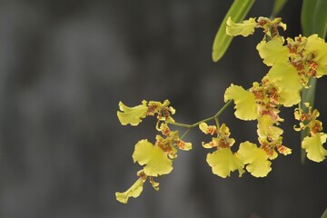 Closeup of beautiful yellow orchid