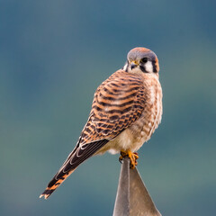 American Kestrel 