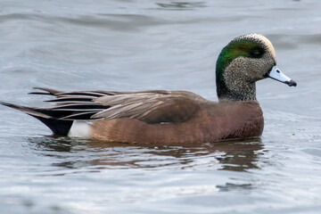 American Wigeon