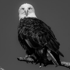 Majestic Bald Eagle