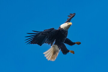 Bald Eagle Flying with Legs Extended