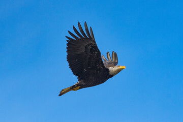 american bald eagle