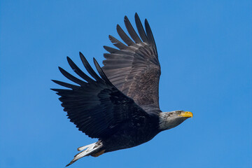 Bald Eagle Soaring with Wings Up