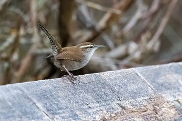 Bewick's Wren
