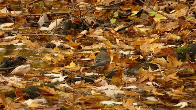 Cute Robin Bird foraging food in colorful falling leaves of tree during autumn day in nature,close up