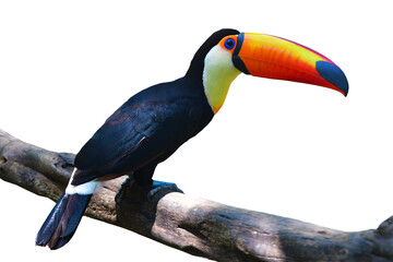Toucan Toco bird