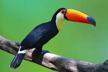 Zelfklevend Fotobehang Toekan Toco vogel © thawats
