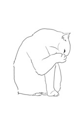 猫