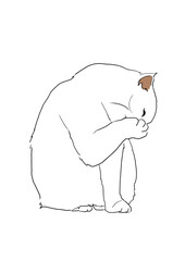 猫