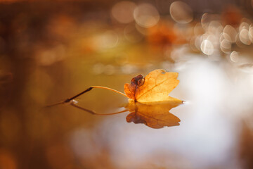 autumn leaf with abstract background