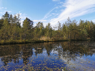 The mirror surface of a forest lake, in which trees and the sky with beautiful clouds are reflected.