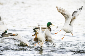 Birds fighting for food in water.